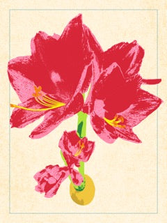 Amaryllis — Newport RI Print