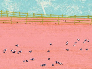 Newport Geese— Newport RI Print
